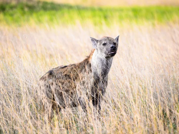 Hyena Trávě Moremi Game Rezervaci Okavango River Delta Národní Park — Stock fotografie