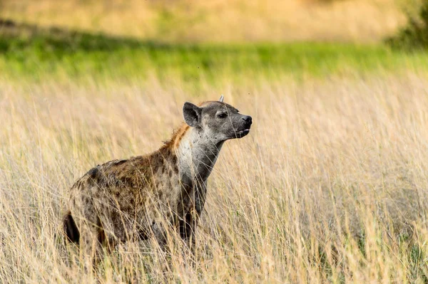 Hiena Hierba Reserva Caza Moremi Delta Del Río Okavango Parque —  Fotos de Stock