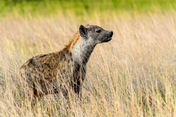 Hyena Trávě Moremi Game Rezervaci Okavango River Delta Národní Park — Stock fotografie