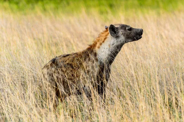 Hyena Het Gras Het Moremi Game Reserve Okavango River Delta — Stockfoto