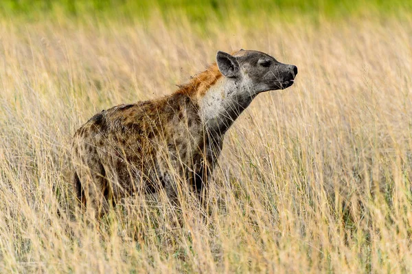 Hyena in the grass in the Moremi Game Reserve (Okavango River Delta), National Park, Botswana