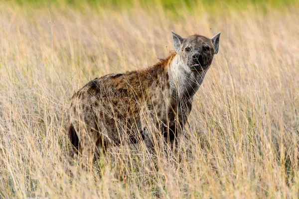 Hyena Trávě Moremi Game Rezervaci Okavango River Delta Národní Park — Stock fotografie