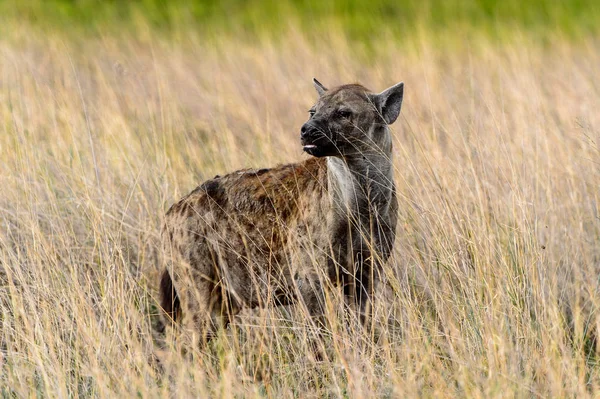 Hyena Trávě Moremi Game Rezervaci Okavango River Delta Národní Park — Stock fotografie