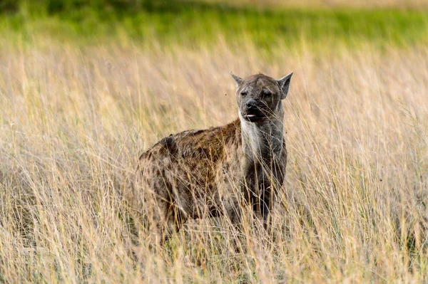 Hiena Hierba Reserva Caza Moremi Delta Del Río Okavango Parque —  Fotos de Stock