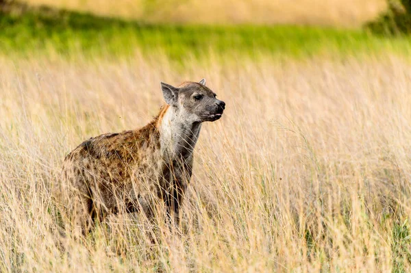 Hyena Trávě Moremi Game Rezervaci Okavango River Delta Národní Park — Stock fotografie