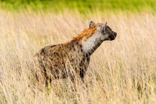 Hyena Trávě Moremi Game Rezervaci Okavango River Delta Národní Park — Stock fotografie