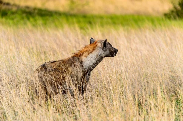 Hiena Hierba Reserva Caza Moremi Delta Del Río Okavango Parque —  Fotos de Stock