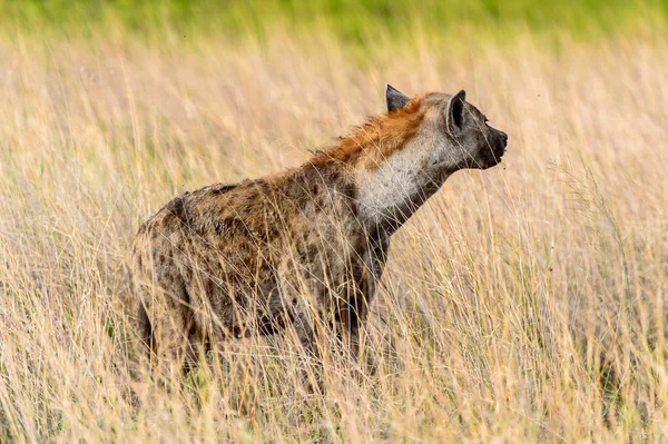 Hyena Trávě Moremi Game Rezervaci Okavango River Delta Národní Park — Stock fotografie