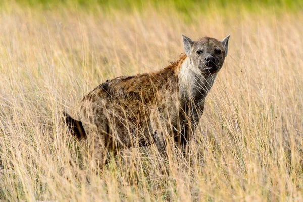 Hyena Trávě Moremi Game Rezervaci Okavango River Delta Národní Park — Stock fotografie