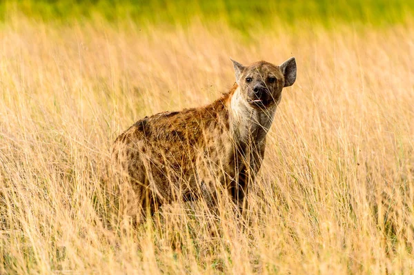 Hyena Trávě Moremi Game Rezervaci Okavango River Delta Národní Park — Stock fotografie