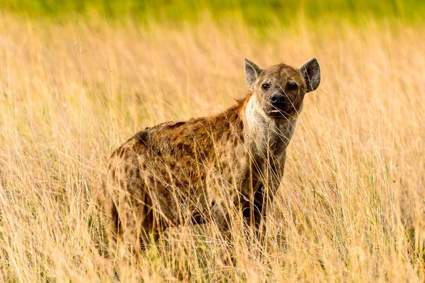 Hyena Trávě Moremi Game Rezervaci Okavango River Delta Národní Park — Stock fotografie