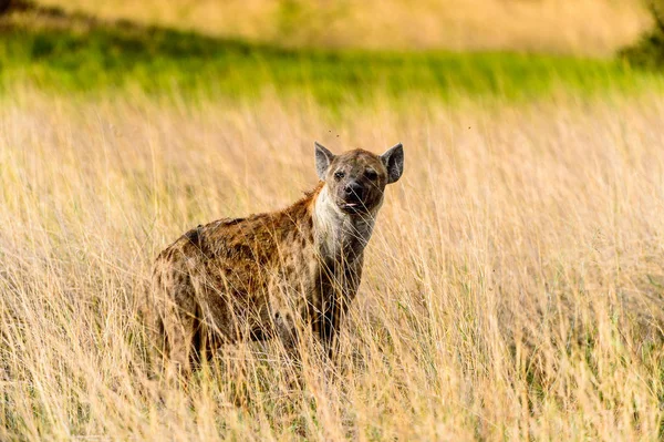 Hyena Trávě Moremi Game Rezervaci Okavango River Delta Národní Park — Stock fotografie