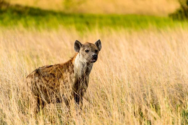 Hyena Het Gras Het Moremi Game Reserve Okavango River Delta — Stockfoto