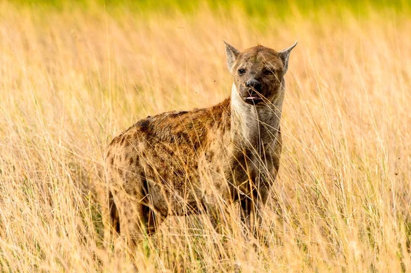 Hyena Trávě Moremi Game Rezervaci Okavango River Delta Národní Park — Stock fotografie