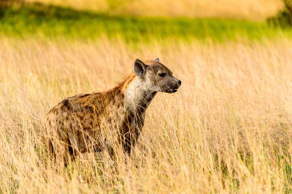 Hyena Trávě Moremi Game Rezervaci Okavango River Delta Národní Park — Stock fotografie