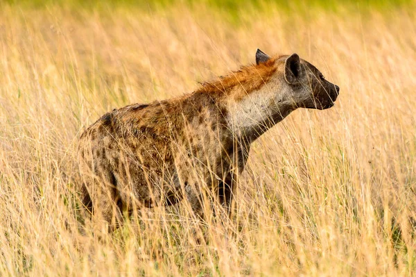 Hyena Trávě Moremi Game Rezervaci Okavango River Delta Národní Park — Stock fotografie