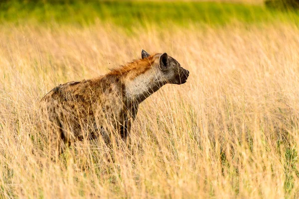 Hyena Trávě Moremi Game Rezervaci Okavango River Delta Národní Park — Stock fotografie