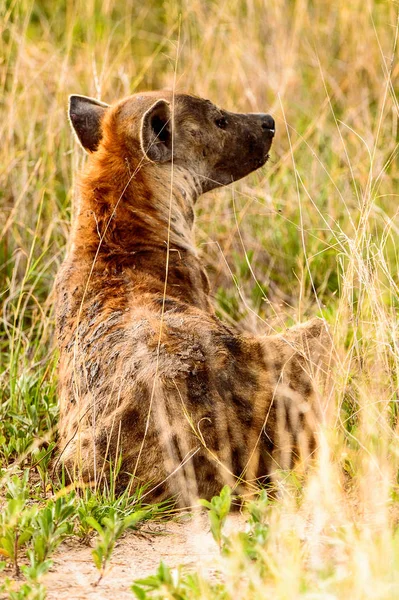 Cperdre Vue Une Hyène Dans Herbe Dans Réserve Naturelle Moremi — Photo