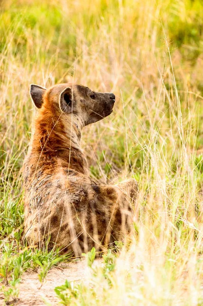 Blízkou Pohled Hyenu Trávě Moremi Game Rezervaci Okavango River Delta — Stock fotografie