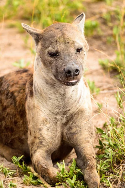 Close View Van Een Hyena Het Gras Het Moremi Game — Stockfoto