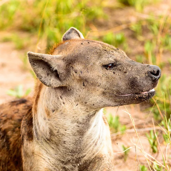 Blízkou Pohled Hyenu Trávě Moremi Game Rezervaci Okavango River Delta — Stock fotografie