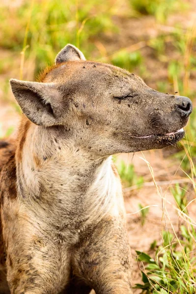 Közeli Kilátás Hiéna Fűben Moremi Game Reserve Okavango Folyó Delta — Stock Fotó