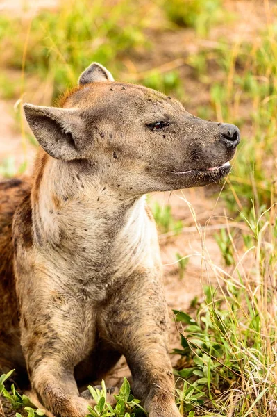 Cperdre Vue Une Hyène Dans Herbe Dans Réserve Naturelle Moremi — Photo