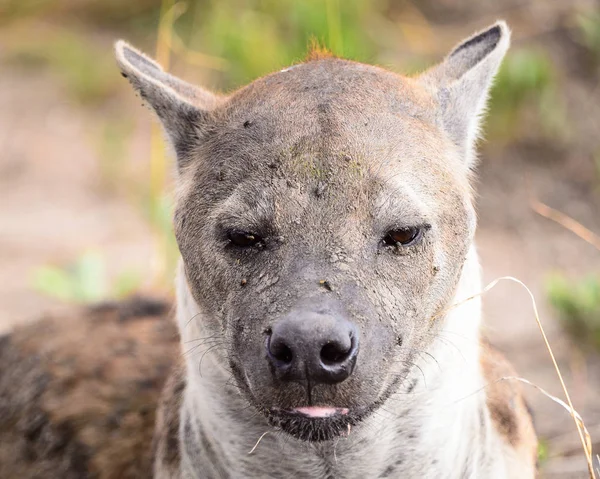 Közeli Kilátás Hiéna Fűben Moremi Game Reserve Okavango Folyó Delta — Stock Fotó