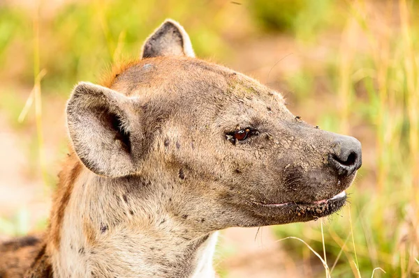 在莫瑞米野生动物保护区 奥卡万戈河三角洲 博茨瓦纳国家公园的草地上近距离观察土狼 — 图库照片
