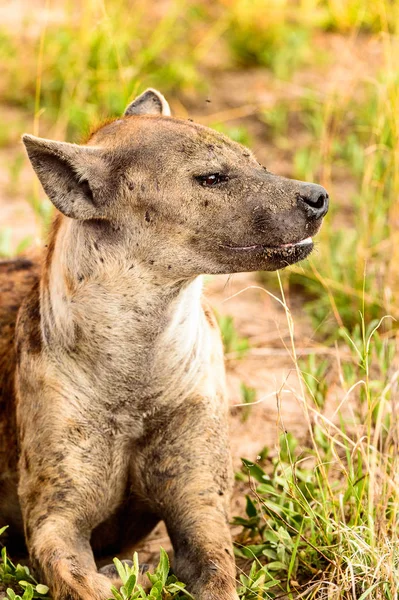 Közeli Kilátás Hiéna Fűben Moremi Game Reserve Okavango Folyó Delta — Stock Fotó