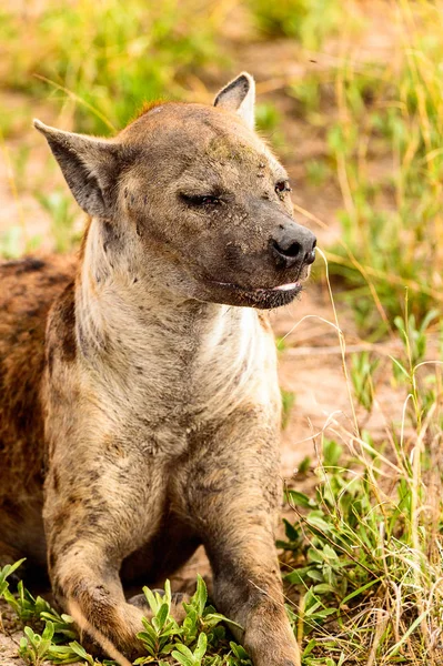 Nära Utsikt Över Hyena Gräset Moremi Game Reserve Okavango River — Stockfoto