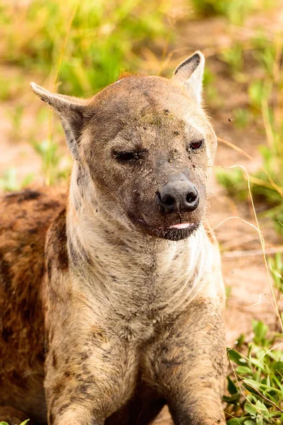 Nahaufnahme Einer Hyäne Gras Moremi Wildreservat Okavango Delta Nationalpark Botswana — Stockfoto