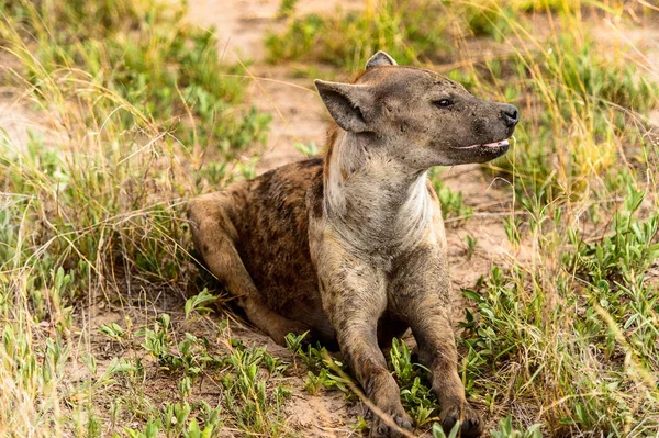 Vista Closa Uma Hiena Grama Reserva Caça Moremi Delta Rio — Fotografia de Stock