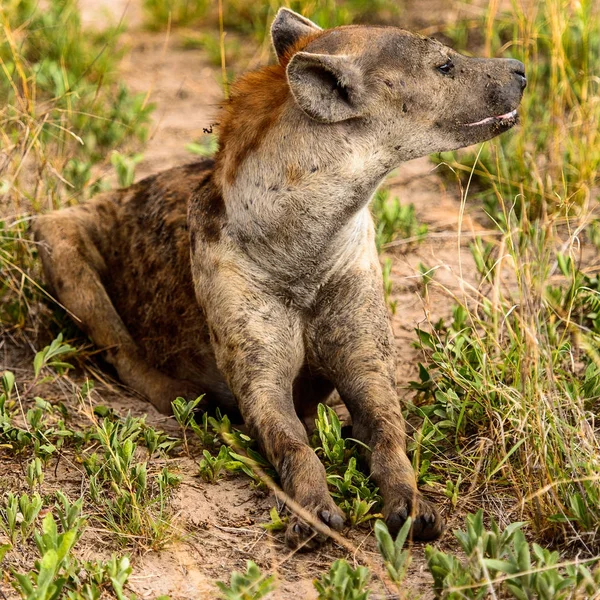 Vista Closa Uma Hiena Grama Reserva Caça Moremi Delta Rio — Fotografia de Stock