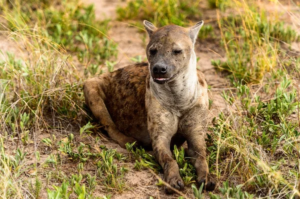 Közeli Kilátás Hiéna Fűben Moremi Game Reserve Okavango Folyó Delta — Stock Fotó