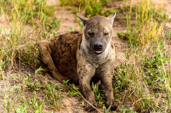 Közeli Kilátás Hiéna Fűben Moremi Game Reserve Okavango Folyó Delta — Stock Fotó