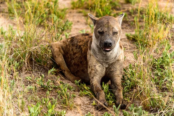 Közeli Kilátás Hiéna Fűben Moremi Game Reserve Okavango Folyó Delta — Stock Fotó