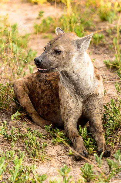 Blízkou Pohled Hyenu Trávě Moremi Game Rezervaci Okavango River Delta — Stock fotografie