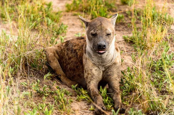 Közeli Kilátás Hiéna Fűben Moremi Game Reserve Okavango Folyó Delta — Stock Fotó