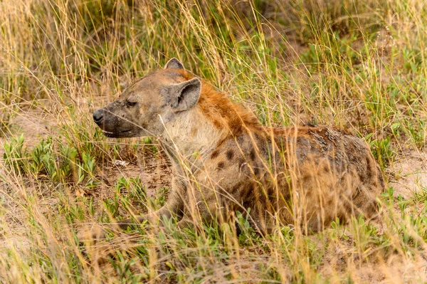在莫瑞米野生动物保护区 奥卡万戈河三角洲 博茨瓦纳国家公园的草地上近距离观察土狼 — 图库照片