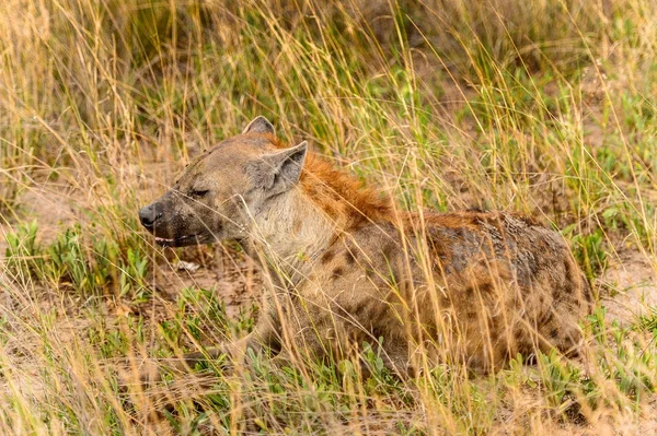 Közeli Kilátás Hiéna Fűben Moremi Game Reserve Okavango Folyó Delta — Stock Fotó