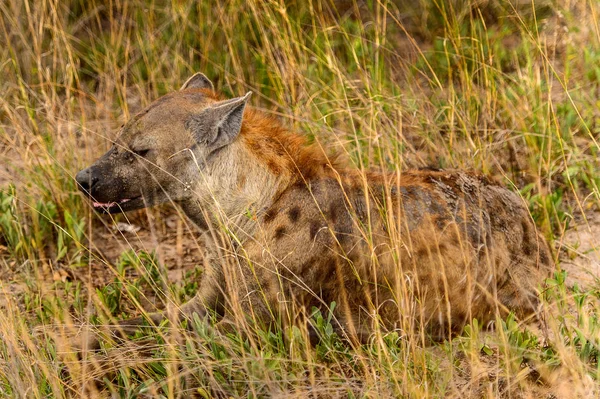 Blízkou Pohled Hyenu Trávě Moremi Game Rezervaci Okavango River Delta — Stock fotografie