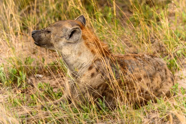 Close View Van Een Hyena Het Gras Het Moremi Game — Stockfoto