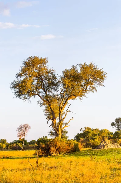 Okavango Deltası Ndaki Ağaç Okavango Çayırı Afrika Nın Yedi Doğa — Stok fotoğraf