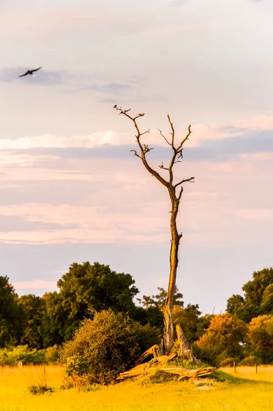 Пейзаж Дельты Окаванго Okavango Grassland Одно Семи Природных Чудес Африки — стоковое фото