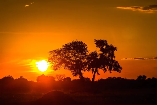 Piękny Zachód Słońca Nad Delta Okavango Okavango Grassland Jeden Siedmiu — Zdjęcie stockowe