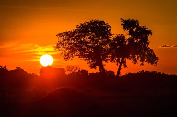 아프리카의 자연경관 하나인 오카방고 삼각주 오카방고 아름다운 — 스톡 사진