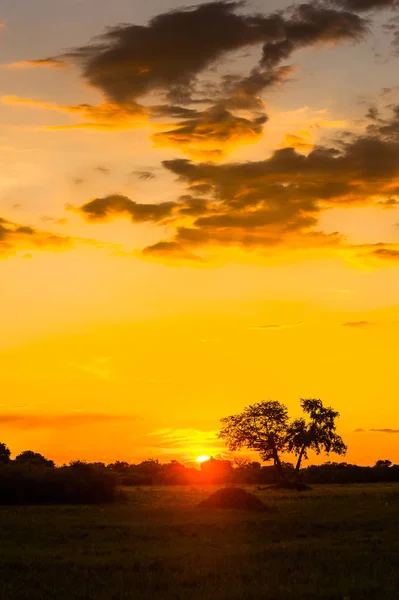 奥卡万戈三角洲 奥卡万戈草原 的美丽日落 非洲七大自然奇观之一 博茨瓦纳 — 图库照片