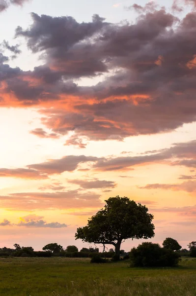 Wunderschöner Sonnenuntergang Über Dem Okavango Delta Okavango Grasland Einem Der — Stockfoto