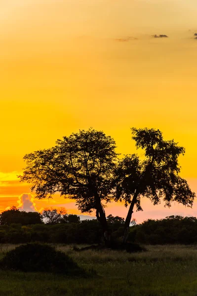 Закат Над Дельтой Окаванго Okavango Grassland Одним Семи Природных Чудес — стоковое фото